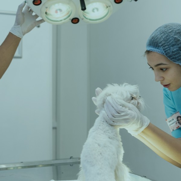 Cirurgia Ortopédica em Animais de Companhia I