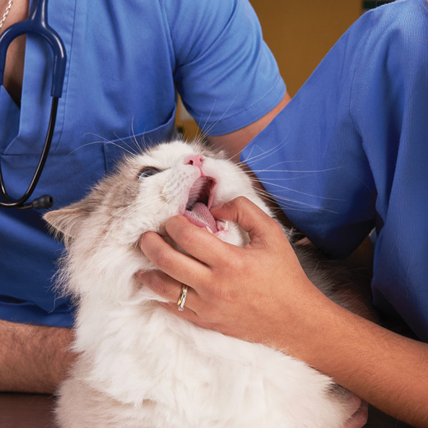 FMV - Faculdade de Medicina Veterinária