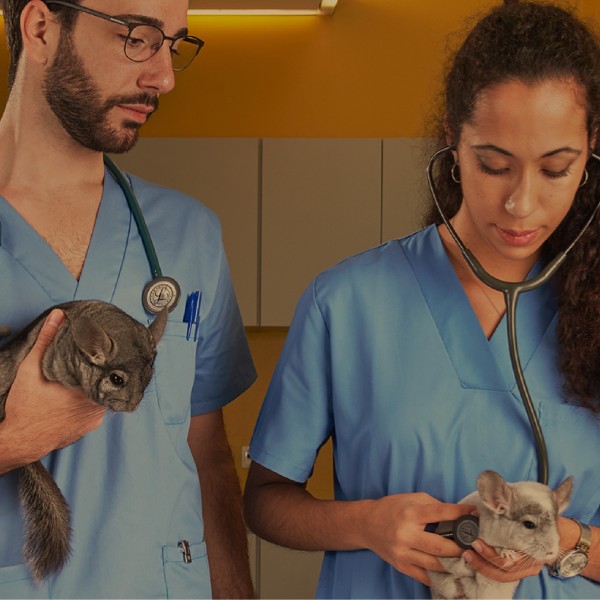 Medicina em animais de companhia