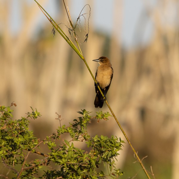 palestra-sobre-biodiversidade-e-identificacao-de-aves-envolve-ulusofona