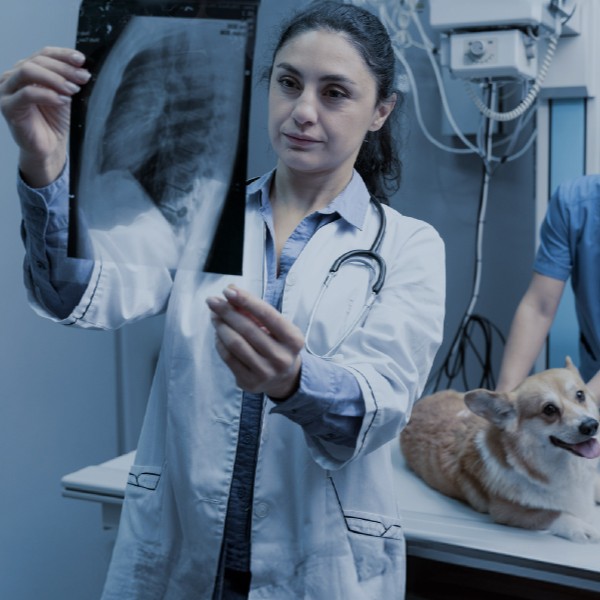 pg-imagiologia-clinica-em-animais-de-companhia