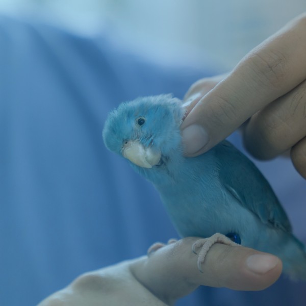 pg-medicina-em-animais-de-companhia