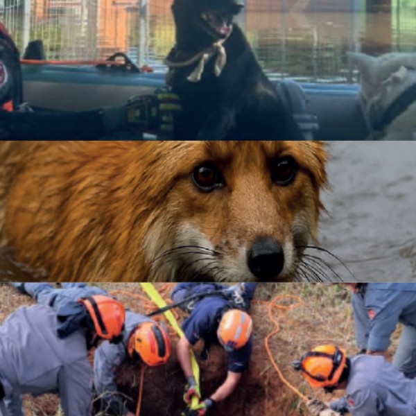 programas-de-treino-em-resgate-com-foco-em-emergencia-veterinaria