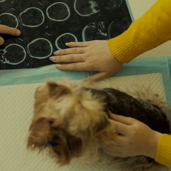 tomografia-computorizada-e-ressonancia-magnetica-em-animais-de-companhia