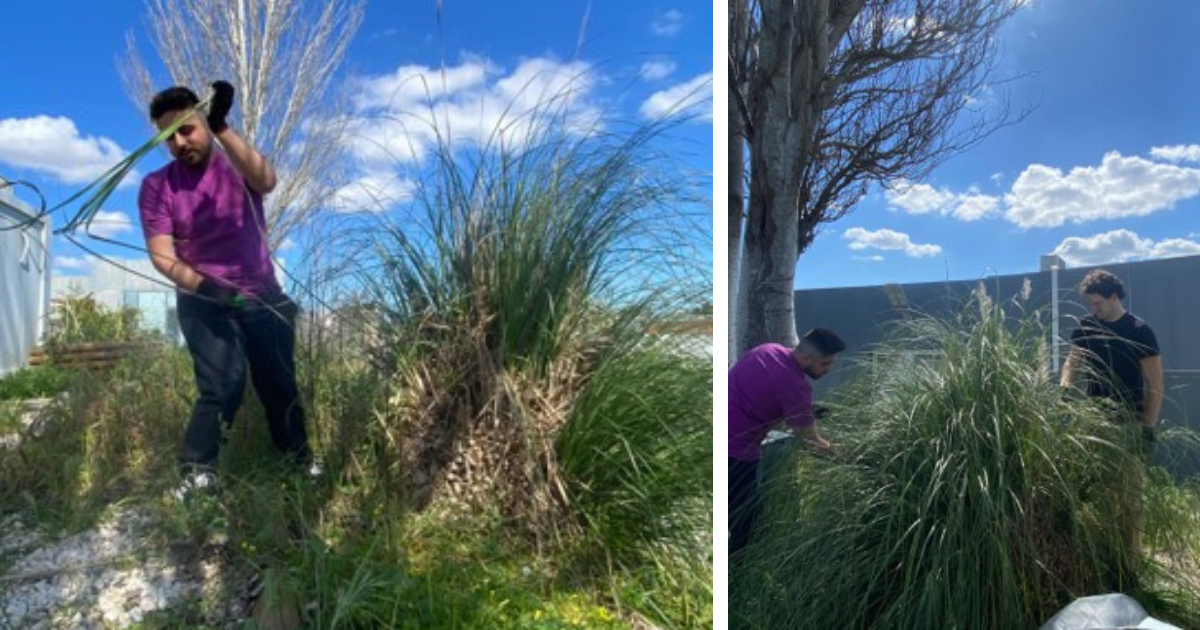 Ação de Limpeza na Horta Orgânica Identifica Planta Invasora