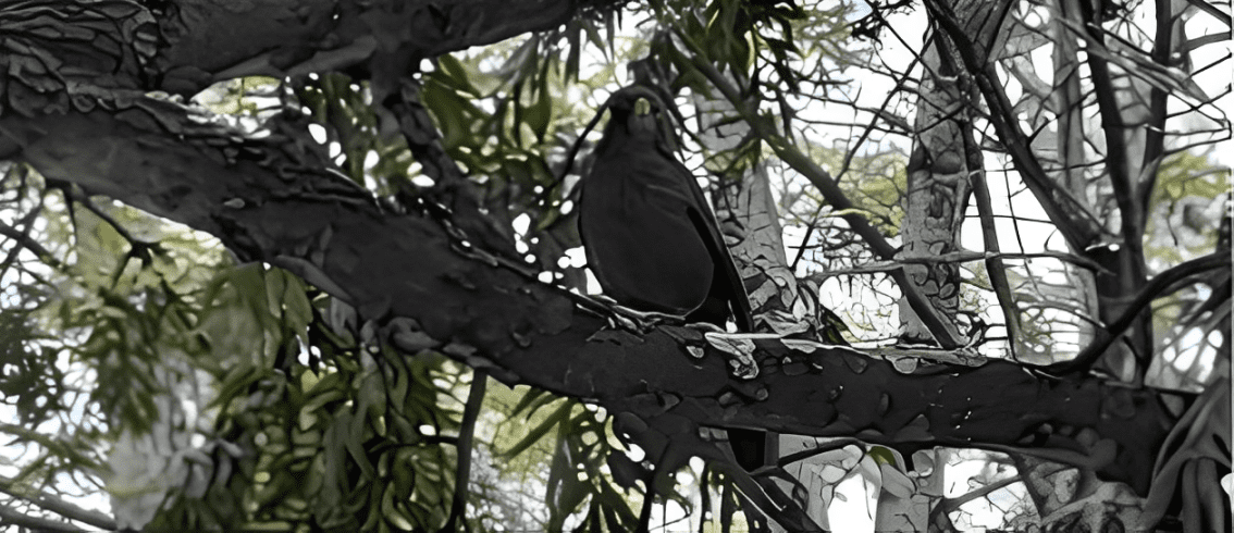 Palestra sobre Biodiversidade e Identificação de Aves envolve ULusófona